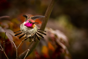 Hummingbird 3