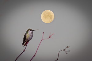 Hummingbird and Moon 2