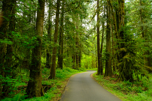 Spring Forest