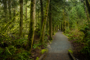 Tranquil Path