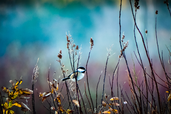 Chickadee by Deb Friesen