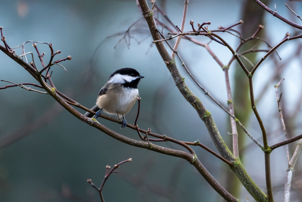 Chickadee 2 by Deb Friesen