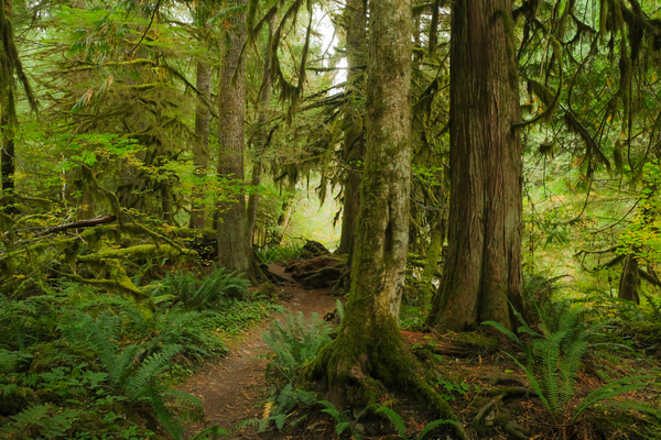 Forest Trail Print