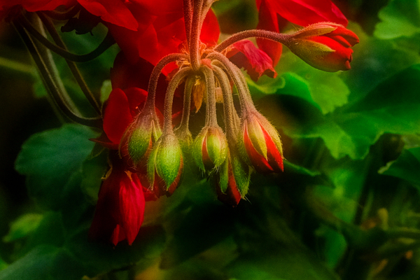 Geranium Buds Print