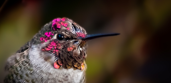 Hummingbird Print