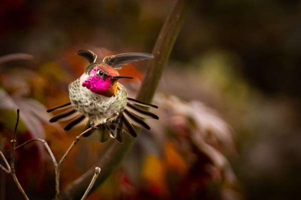 Hummingbird 3 Print