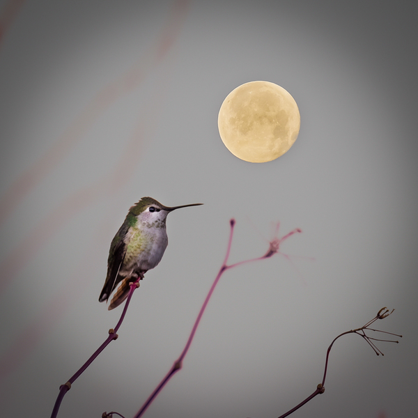 Hummingbird and Moon by Deb Friesen