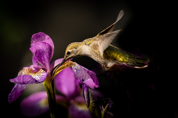 Hummingbird on Irises by Deb Friesen