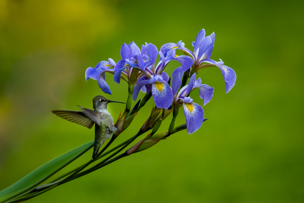 Hummingbird on Irises 2 by Deb Friesen