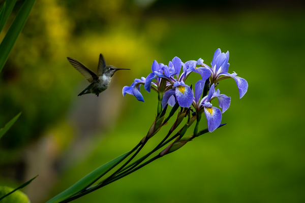 Hummingbird on Irises 3 by Deb Friesen