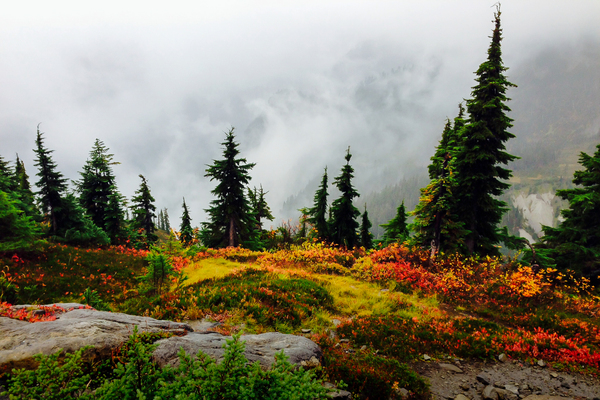 Misty Autumn by Deb Friesen