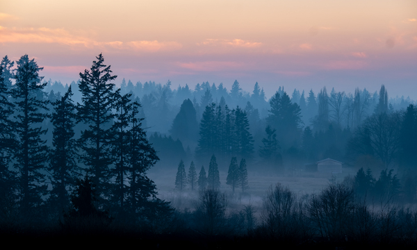 Misty Trees by Deb Friesen