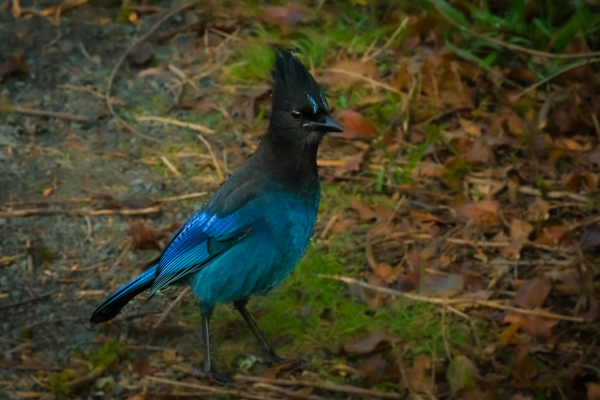 StellarJay by Deb Friesen