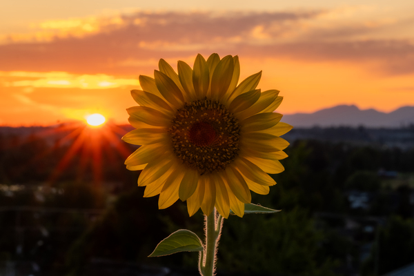 Sunflower Sunset Print