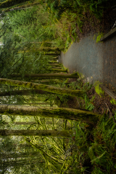 Tranquil Path Print