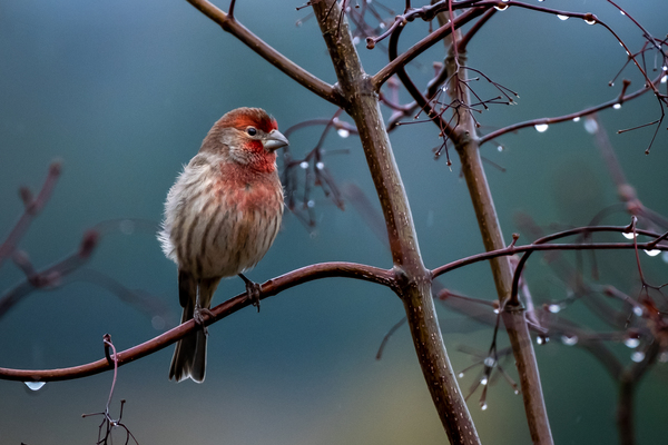 Winter Finch by Deb Friesen