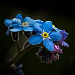 Forget Me Not Flower macro