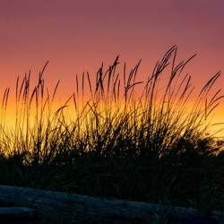 Beach Sunset