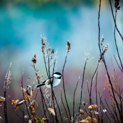 Chickadee