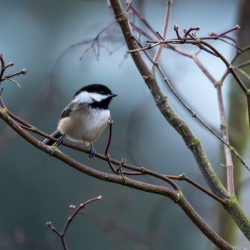 Chickadee 2