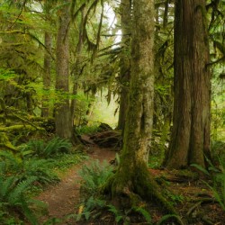 Forest Trail