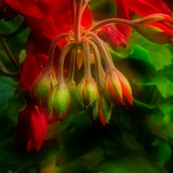 Geranium Buds