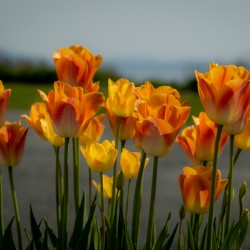 Glorious Tulips