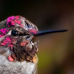 Hummingbird