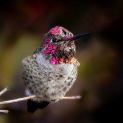 Hummingbird 2