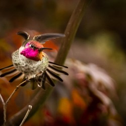 Hummingbird 3
