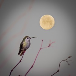 Hummingbird and Moon