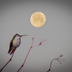 Hummingbird and Moon 2