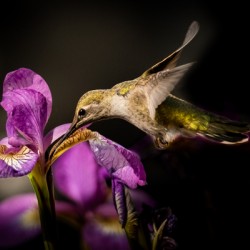 Hummingbird on Irises