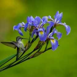 Hummingbird on Irises 2