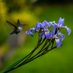 Hummingbird on Irises 3