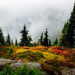 Misty Autumn