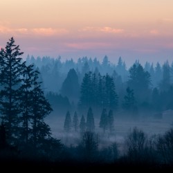 Misty Trees