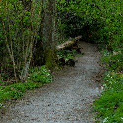 Path of Lilies