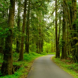 Spring Forest