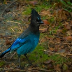 StellarJay