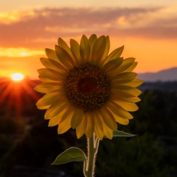 Sunflower Sunset