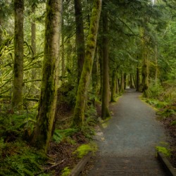 Tranquil Path