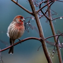 Winter Finch