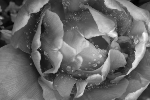 Tulip with raindrops by Camelia C