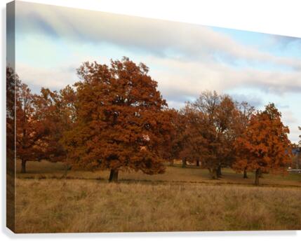 Oak trees Canvas Print