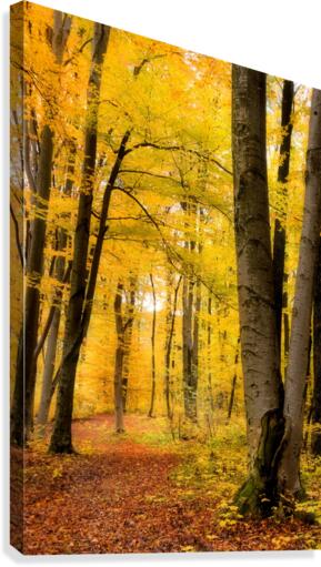 Beech forest Canvas Print