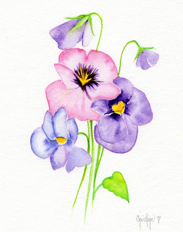 Pansy by Christine Cholowsky