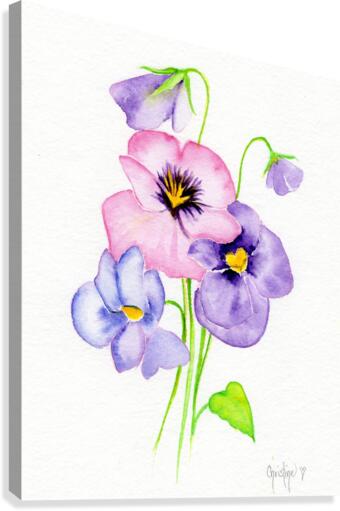 Pansy Canvas Print