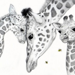 Giraffe Family 
