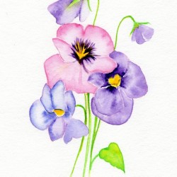 Pansy
